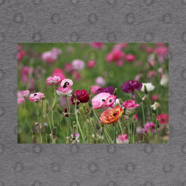 Jelly Bean Colored Ranunculus by ButterflyInTheAttic